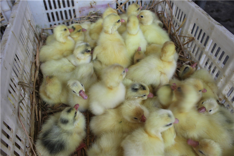 ��Ʒ����