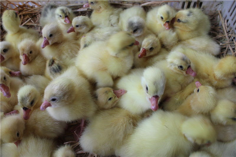 ��Ʒ����